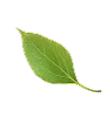 Separador